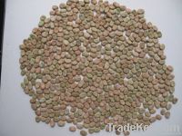 https://cn.tradekey.com/product_view/Australian-Broad-Beans-broad-Beans-Importers-broad-Beans-Buyers-broad-Beans-Importer-buy-Broad-Beans-broad-Beans-Buyer-4860691.html