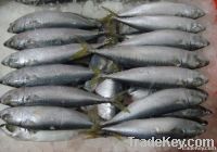 Frozen Whole Round Mackerel