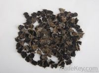 Black fungus