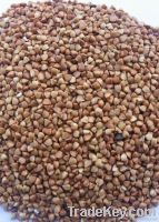 2012 new crop hulled buckwheat kernel