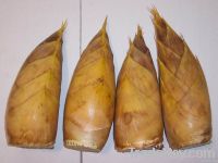 Fresh Winter Bamboo Shoots