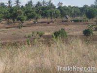 167 acres in Kilifi Mjibu area
