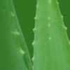 https://cn.tradekey.com/product_view/100-1-Aloe-Vera-Gel-Spray-Dried-Powder-10-1-Aloe-Concentrate-Juice-23802.html