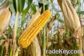  Maize | Maize Exporter | Corn Grain Seller | Maize Buyer | Bulk Maize Grain Importer | Corn bean Buyer | Corn bean Wholesaler | Corn Grain Manufacturer | Best Quality Corn Grain | Cheap Maize Supplier | Low Price Corn | Yellow Corn | White Cron | Baby Ma