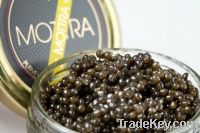 MOTTRA CAVIAR