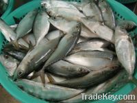 Indian Mackerel