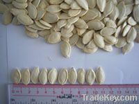 pumpkin seeds : shine skin pumpkin seeds, snow white pumpkin seeds