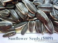 black , white, for oil Sunflower seeds