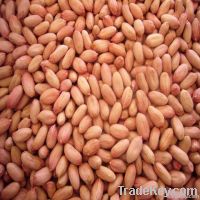 Peanut kernel, blanched peanut kernel