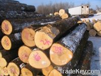 Basswood Logs