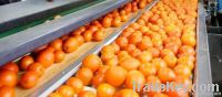 Fresh Oranges