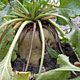 Beet 