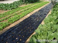 black agricultural mulch film with holes