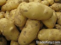 Fresh Potato