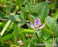 Scutellaria P.E.