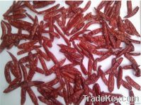 S4 RED CHILLIES