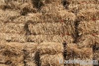Timothy Hay