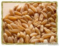 Hard Durum Wheat No 1. NON GMO