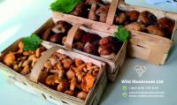 Fresh Boletus &amp; Chanterelle