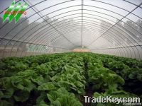 Economical Singel Tunnel Greenhouse