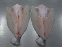 BUTTERFLY PANGASIUS