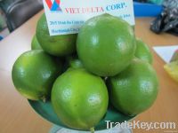 FRESH LIME SEEDLESS