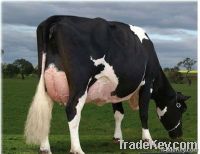 Pregnant Holstein cow