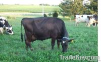 Pregnant Holstein cow