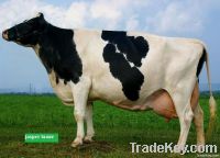 Pregnant Holstein cow