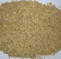 feed barley