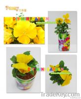 Novelty DIY mini garden mini plants -- pansy