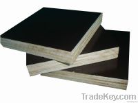 Construction Plywood