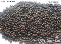 walnuts kernels