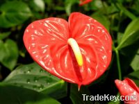 Anthurium Fresh Cut Flowers