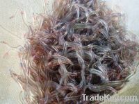Glass Eel
