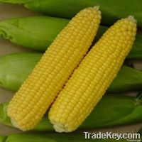 Corn Peptide