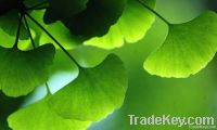 Ginkgo Biloba Leaf Extract