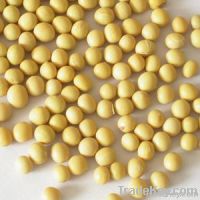 Soybean Extract-Isoflavones