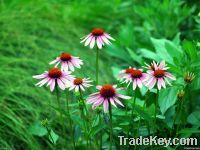 Echinacea Extract