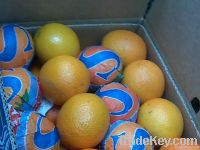Fresh Egyptian Orange