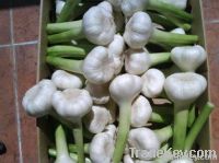 Fresh Egyptian Garlic