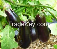 Eggplant