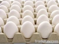 White Farm Fresh Jumbo Eggs For Sale