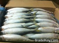 Whole Round Frozen Mackerel Fish Ready