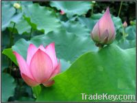 lotus leaf extract