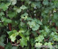 Ivy extract