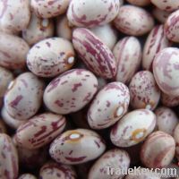 Light Speckled Kidney Beans