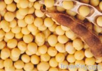 Soya Beans