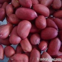 Peanut Kernels