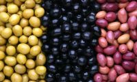 Fresh Dates | Seeds | Olive...
